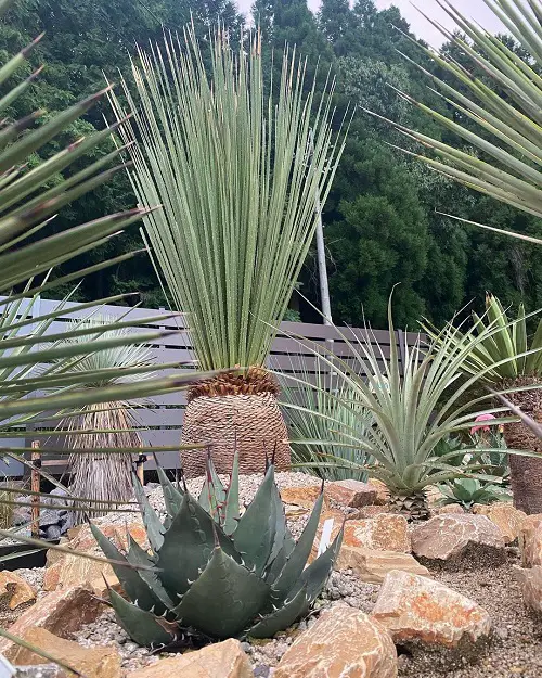 Spiky Plants To Spice Up Your Garden