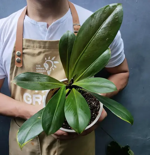 Philodendron Linnaei