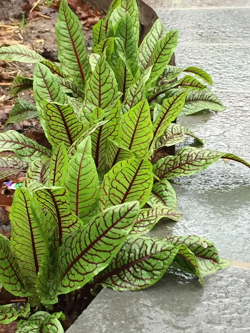 top best plants with red stem 