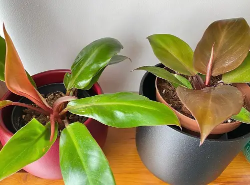 Philodendron Red Sun vs. Prince of Orange