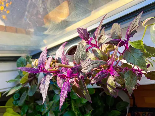 Propagating Purple Passion Plant