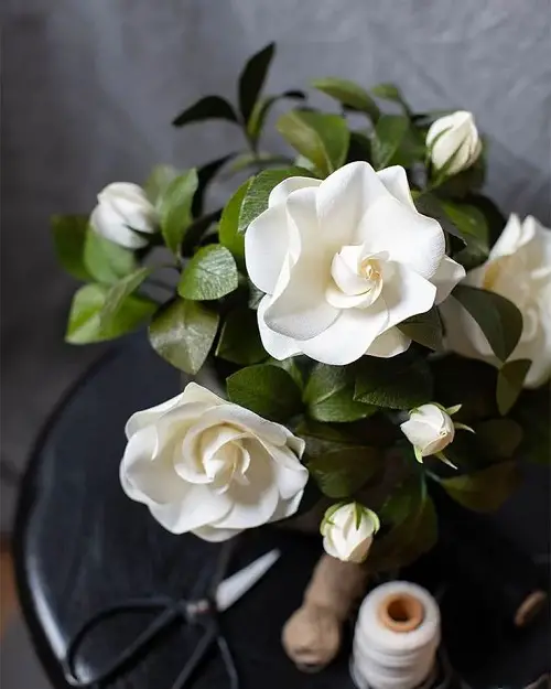 Flowers That Mean Forgiveness 