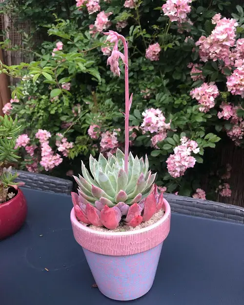 Pink Flowers Among Succulents
