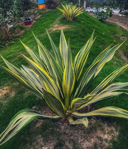 beautiful Spiky Plants To Spice Up Your Garden