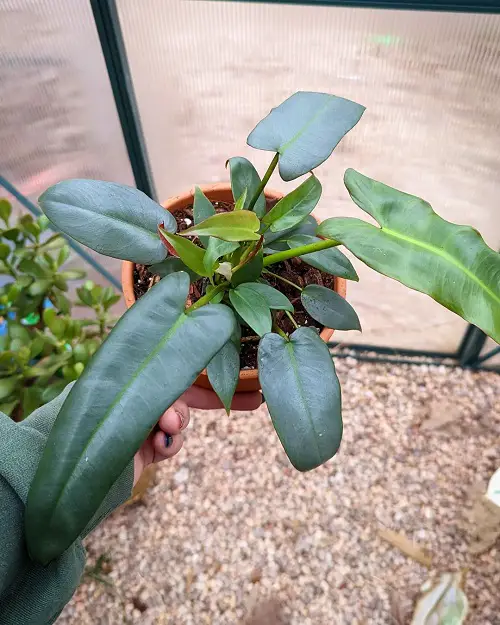 Propagating Philodendron atabapoense