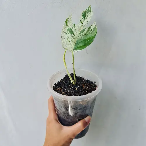 Propagating Epipremnum Pinnatum