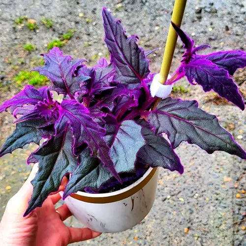 Requirements for Growing Purple Passion Plant