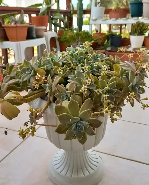 Beautiful Succulents Featuring White Flowers