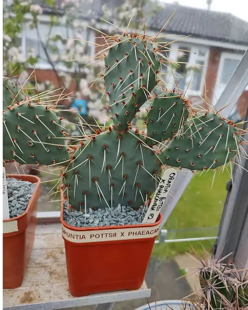 Spiky Plants To Spice Up Your yard