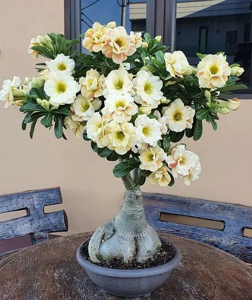 Succulent With White Flowers indoor