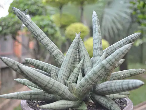 Amazing Varieties of White Snake Plants
