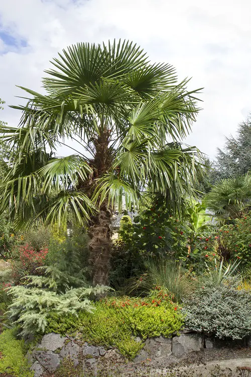 beautiful Spiky Plants To Spice Up Your Garden