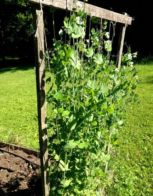 String Garden Trellis