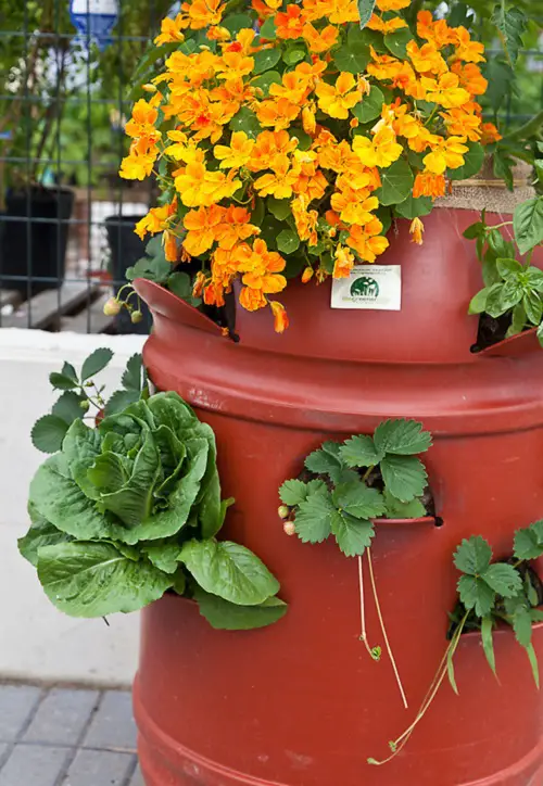 Plastic Drum for Fruits and Salad Greens