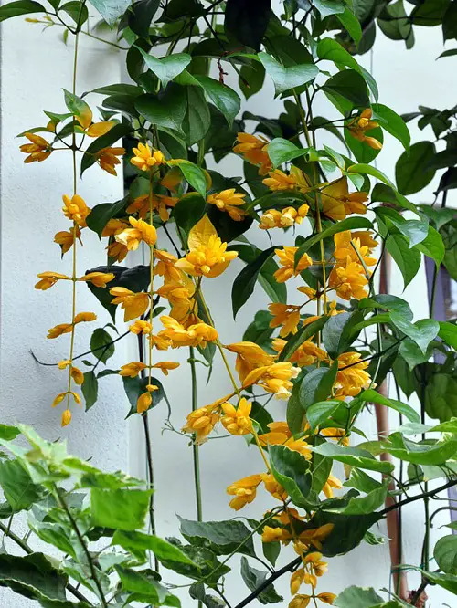 Blooms that Remind Me of Orchids