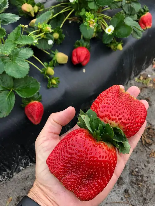 Giant Strawberries