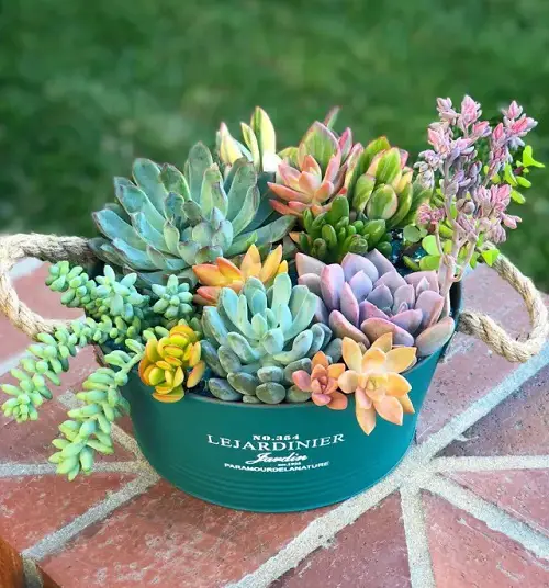 Succulent Varieties That Can Be Propagated From Flower Stalks