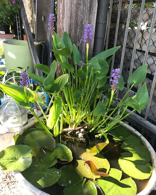 Pickerelweed in water