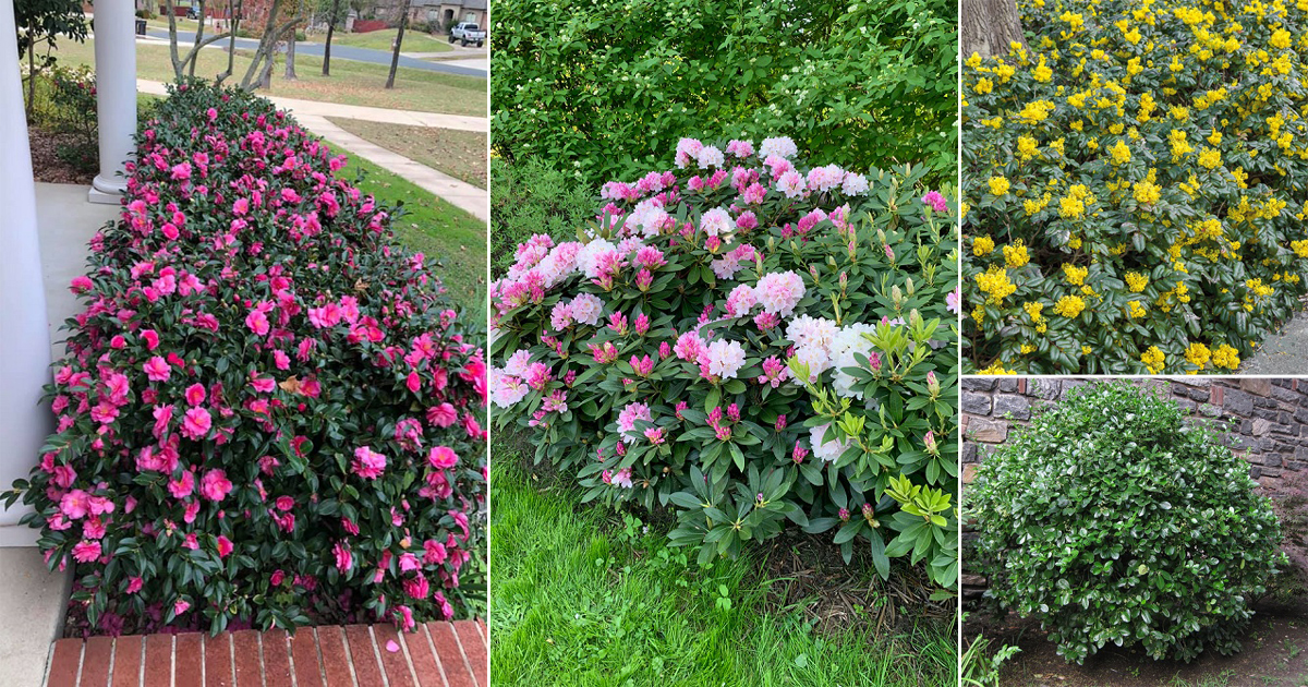 Shrub Guide 53 Best Low Maintenance Evergreen Shrubs