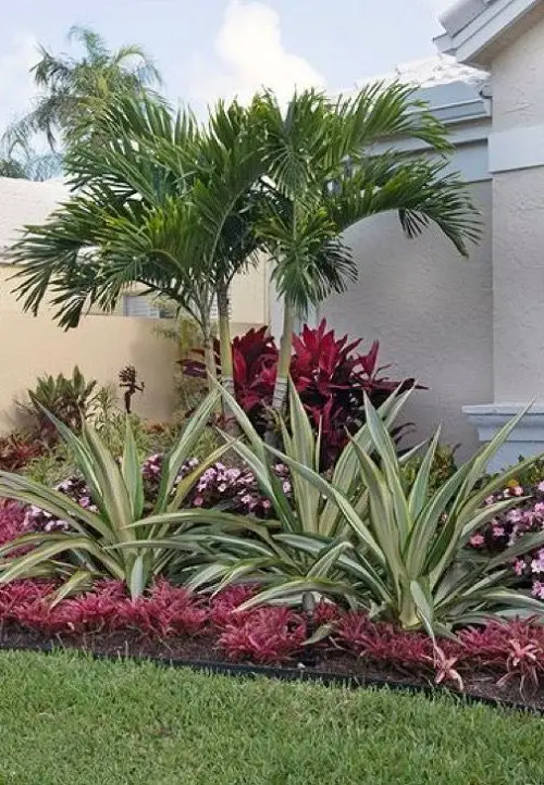 Cordyline and Palm Trees in garden