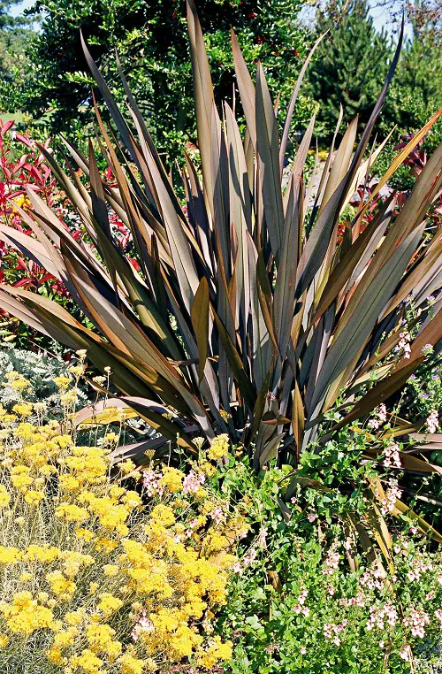best Spiky Plants To Spice Up Your Garden