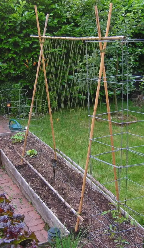 Bamboo Bean Trellis