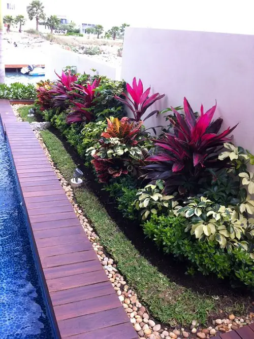 Cordyline Hot Pepper Plant Information and Landscaping Uses