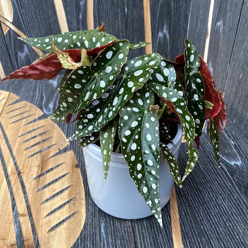 Types of Begonia Maculata indoor