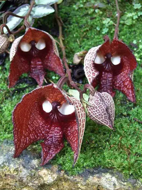 Blooms that Remind Me of Orchids 1