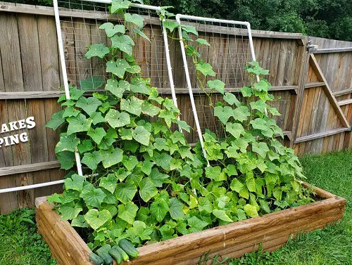 Window Frame Trellis