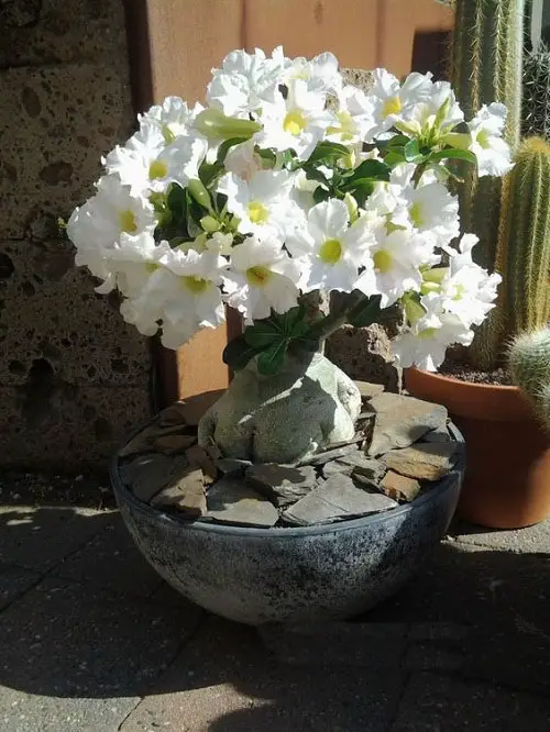 Types of Desert Rose Varieties 