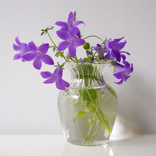 Bluebells in water