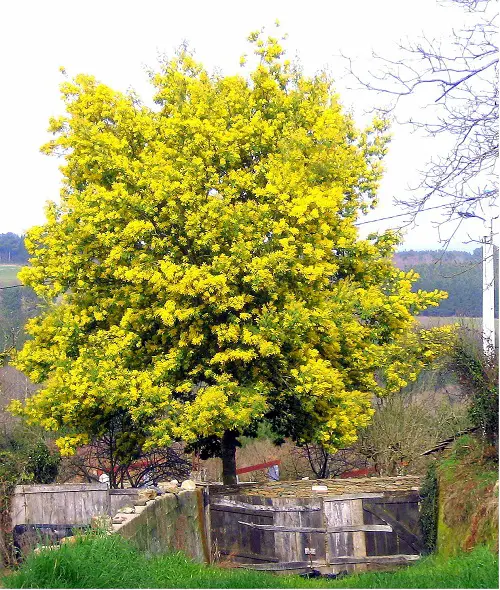 Trees that Germinate in Less than 5 Days