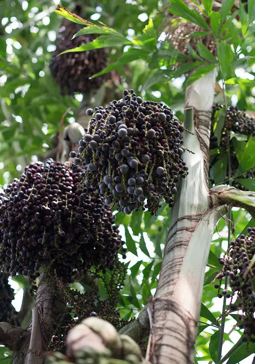 best  Delicious Fruits That Start With A