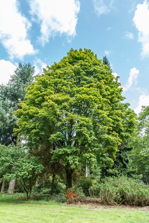 Amazing Top Trees for Pollution Reduction