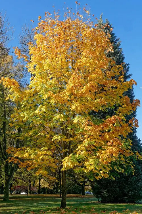 best Common California Native Plants