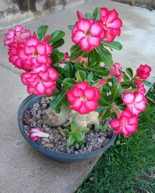 Types of Desert Rose Varieties