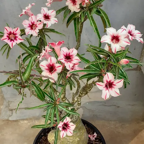 lovely Stunning Types of Desert Rose Varieties