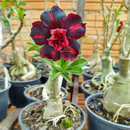 Desert Rose Varieties Types