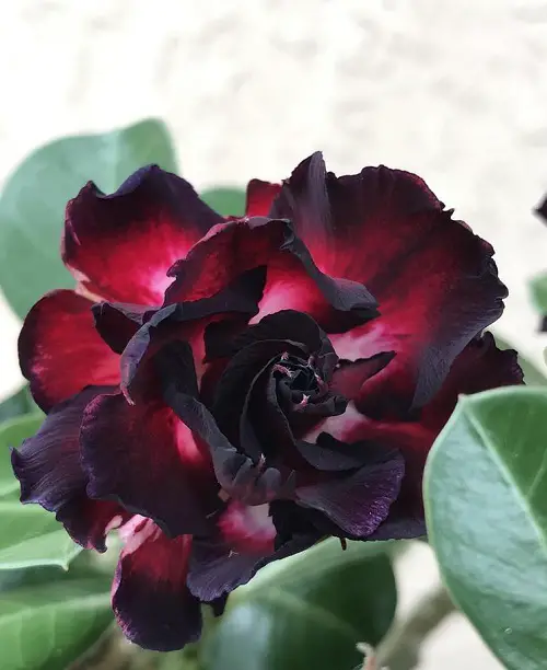 best Types of Desert Rose Varieties