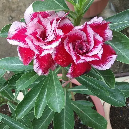 best Stunning Types of Desert Rose Varieties