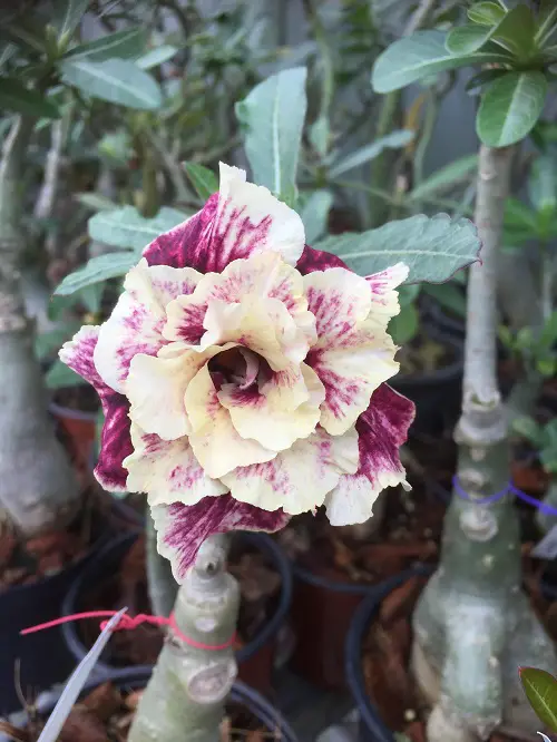 best Types of Desert Rose Varieties 