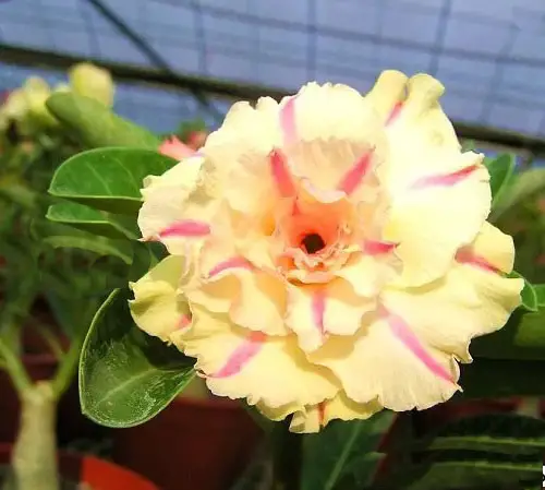 Types of Desert Rose Varieties in yard