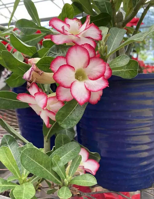 top best Types of Desert Rose Varieties