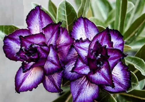 best Stunning Types of Desert Rose Varieties