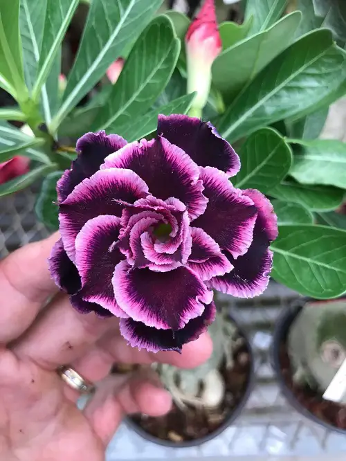 top best Stunning Types of Desert Rose Varieties