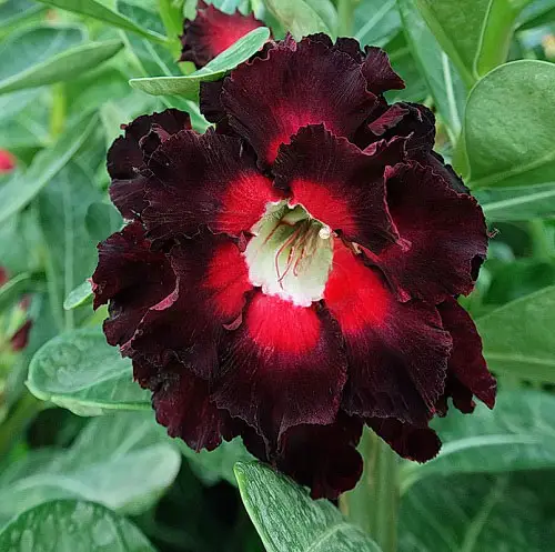 Desert Rose Varieties Types