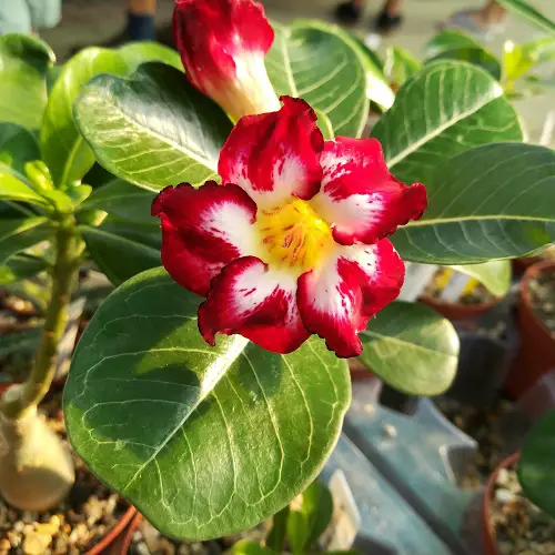 Beautiful Variety Types of Desert Roses