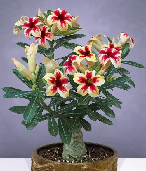 Wonderful Variety Types of Desert Roses