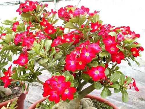  Stunning Types of Desert Rose Varieties